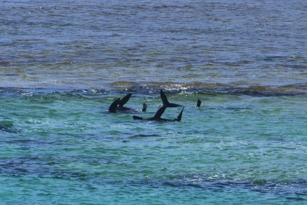 Rottnest Photographic Day Tour Without Ferry - We Wander