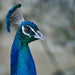 Rottnest Photographic Day Tour Without Ferry - We Wander