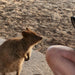 Rottnest Photographic Day Tour Without Ferry - We Wander