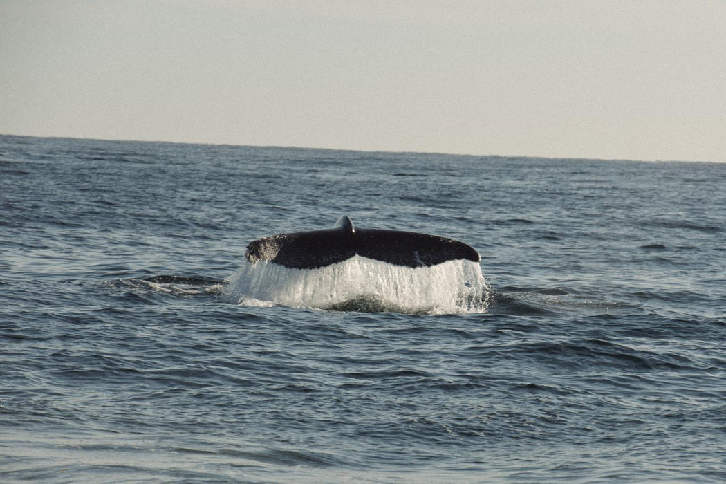 Safari - Style Whale Watching Gold Coast - We Wander