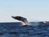 Safari - Style Whale Watching Gold Coast - We Wander