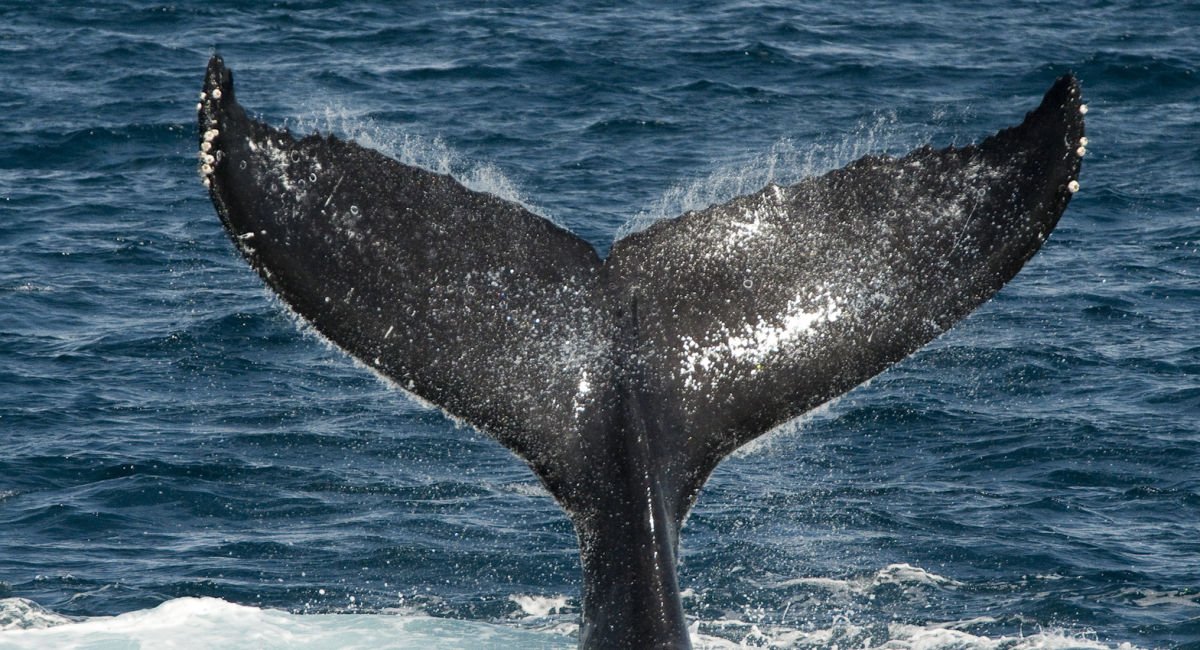 Sails And Whales Private Charter Whale Watching On A Luxury Sailing Catamaran - We Wander