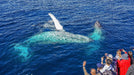 Sea World Whale Watching - We Wander