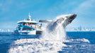 Sea World Whale Watching - We Wander
