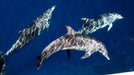 Sea World Whale Watching - We Wander