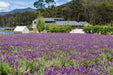 Shore Excursion - Port Arthur - Tasman Peninsula - We Wander