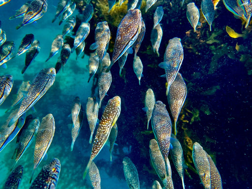 Snorkelling Kit Hire - We Wander