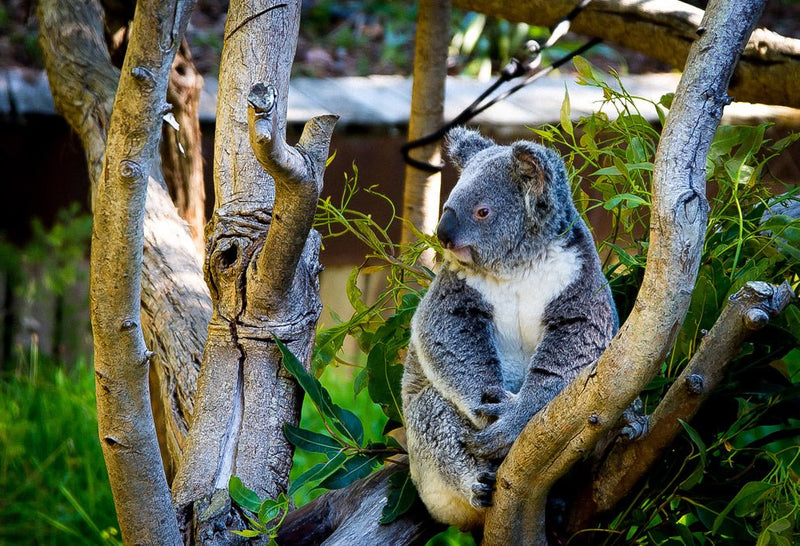 Swan Valley & Wildlife Park Tour - We Wander