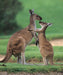 Swan Valley, Wildlife Park, Winery & Fruit Orchard - We Wander