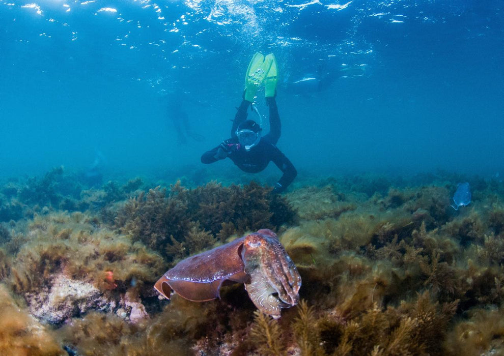 Swim With The Giant Cuttlefish - We Wander