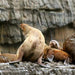 Tasman Island Cruises 3 Hour Cruise - We Wander