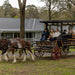 Taste The Valley - Full Day Horse Carriage Wine Tour With Lunch (Minimum 4 People ) - We Wander