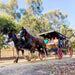 Taste The Valley - Full Day Horse Carriage Wine Tour With Lunch (Minimum 4 People ) - We Wander