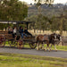 Taste The Valley - Full Day Horse Carriage Wine Tour With Lunch (Minimum 4 People ) - We Wander