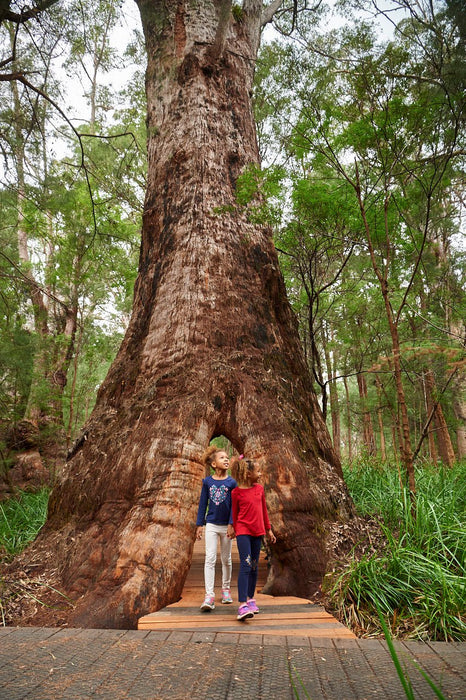 Valley Of The Giants Tree Top Walk - We Wander