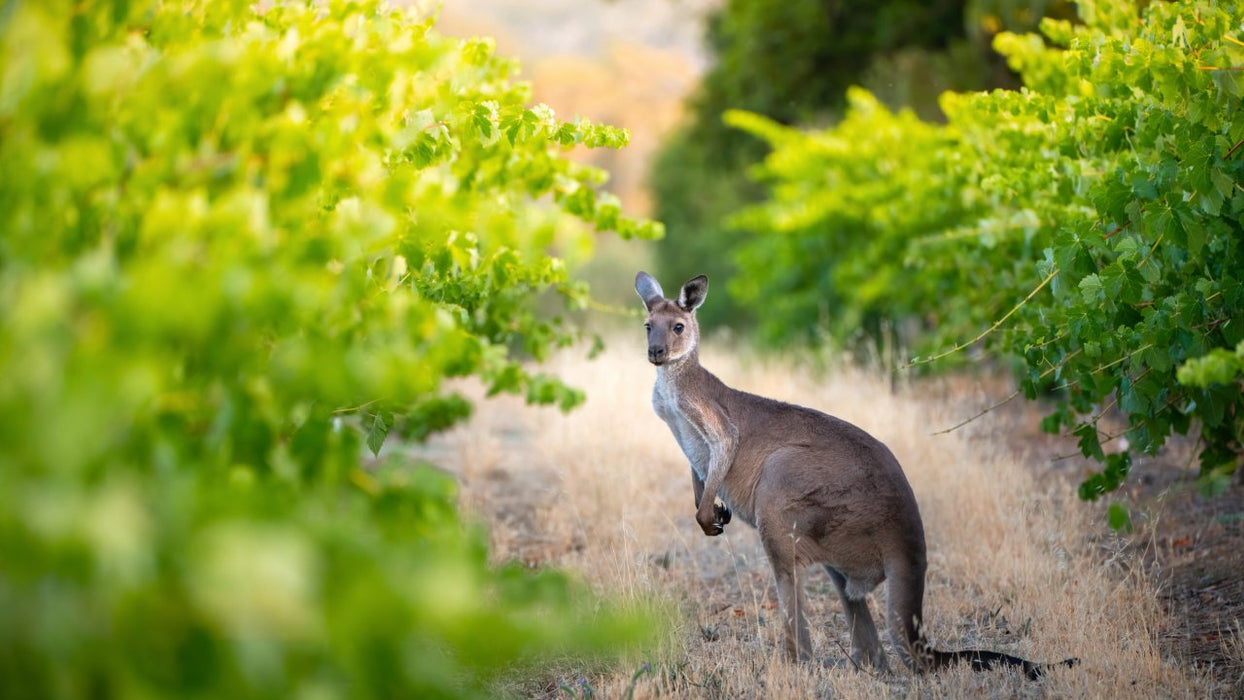 Vineyard Sustainability Tour & Tasting Experience At Maxwell Wines - We Wander