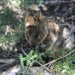 Wadjemup (Rottnest Island) Aboriginal Tour - We Wander