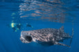 Whale Shark Adventure Swim Exmouth - We Wander