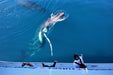 Whalesong Whale Watch Tour - We Wander