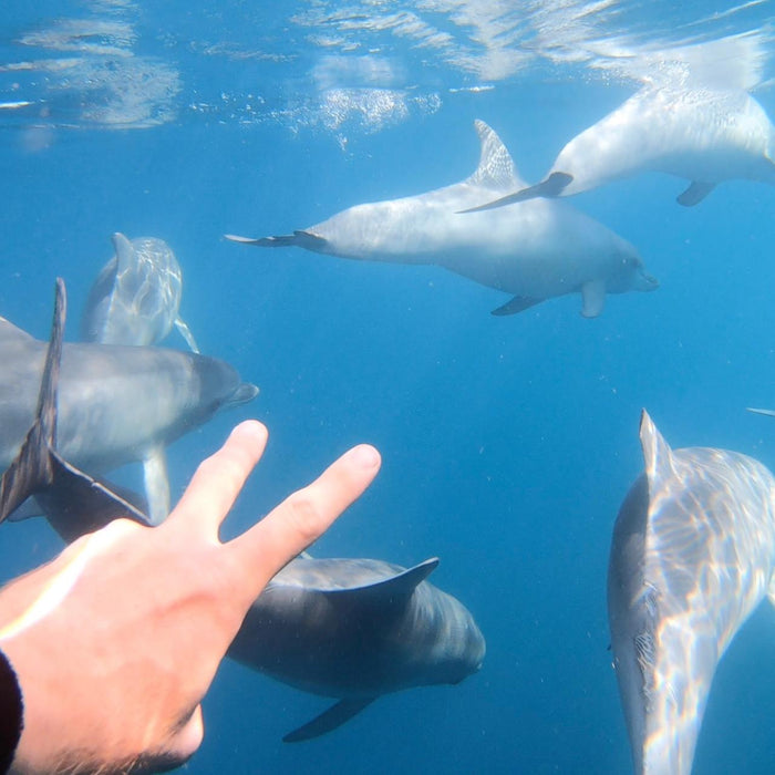 Wild Dolphin Swim - We Wander