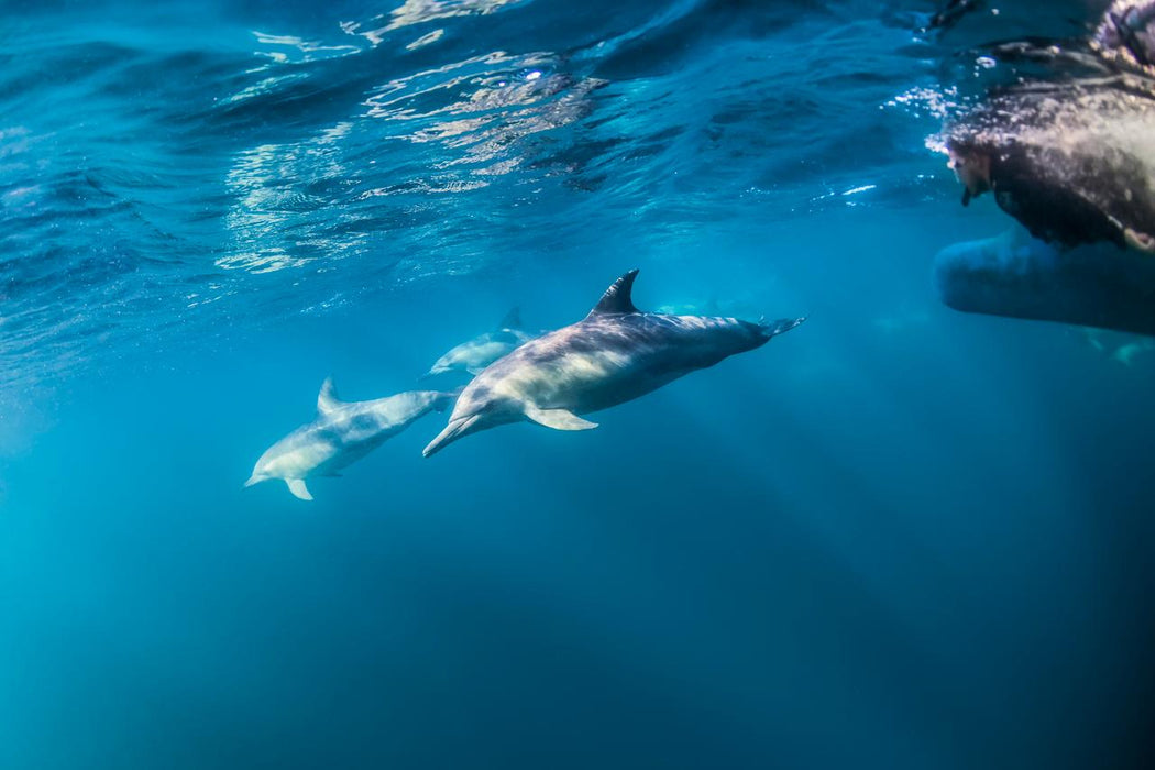 Wild Dolphin Watch - We Wander