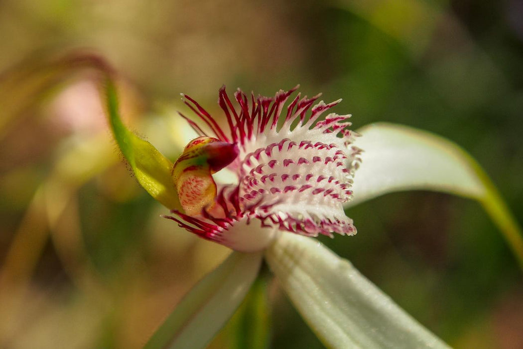 Wild Flowers And Orchids Of Western Australia Photographic Day Tour - We Wander