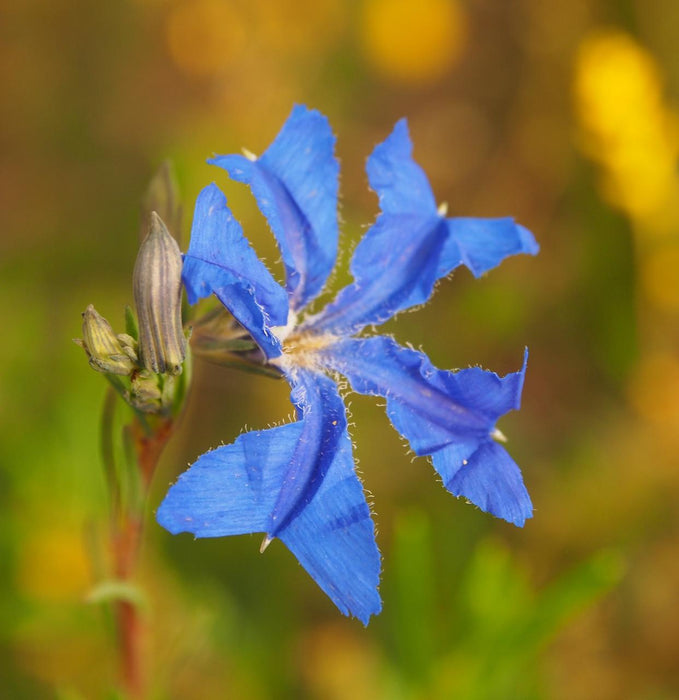 Wild Flowers And Orchids Of Western Australia Photographic Day Tour - We Wander