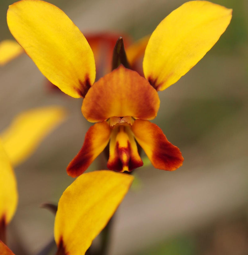 Wild Flowers And Orchids Of Western Australia Photographic Day Tour - We Wander