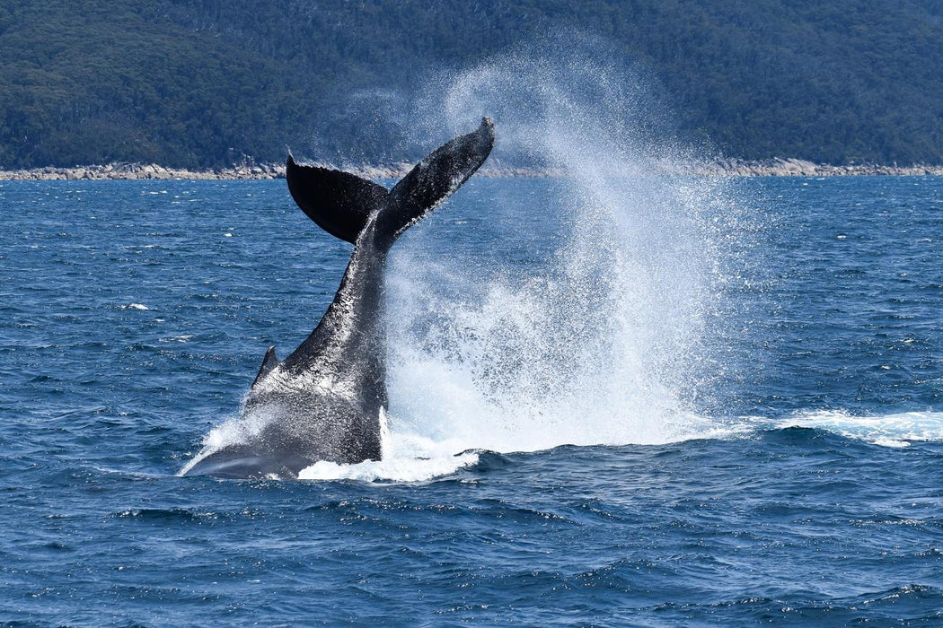 Wilsons Prom Whale Cruise - We Wander