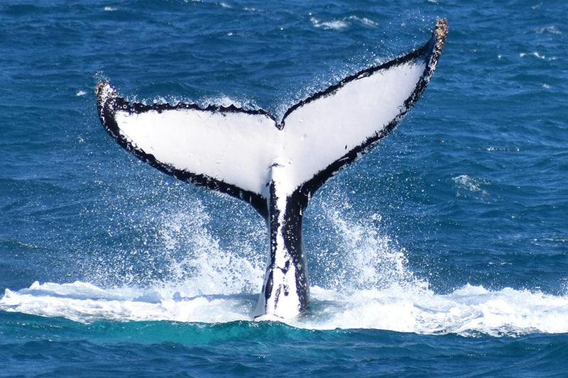 Wilsons Prom Whale Cruise - We Wander