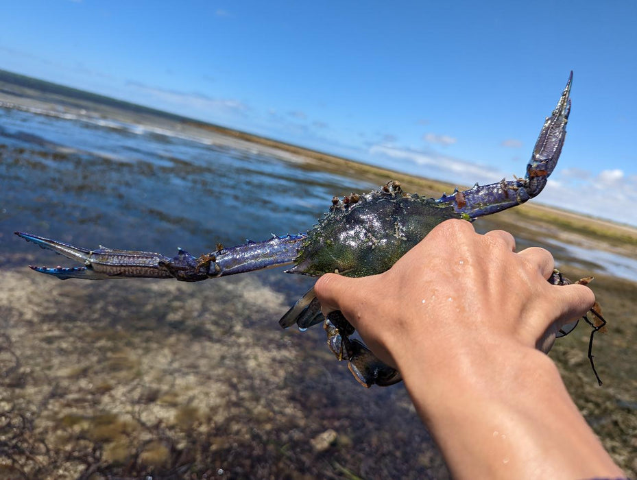 Yorke Peninsula Blue Swimmer Crab Catch N Dine - We Wander