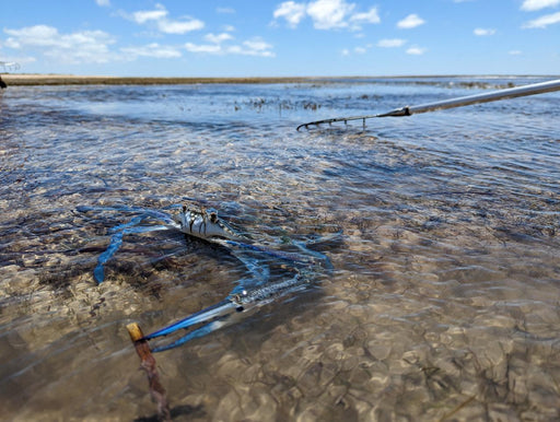 Yorke Peninsula Blue Swimmer Crab Catch N Dine - We Wander