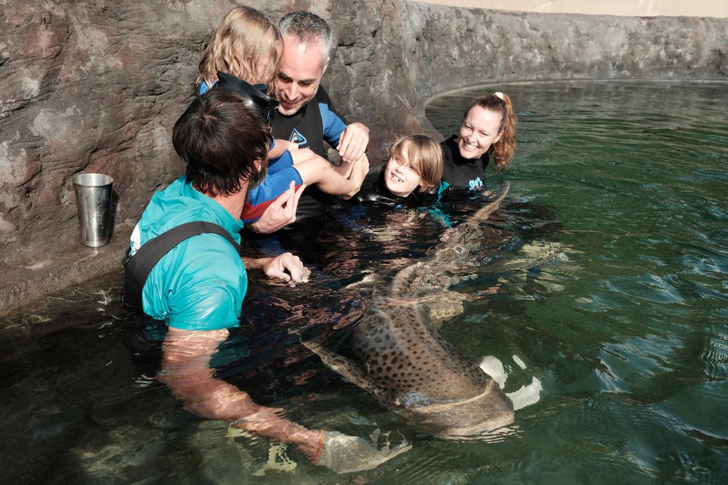 Zebra Shark Encounter With Entry Pass - We Wander