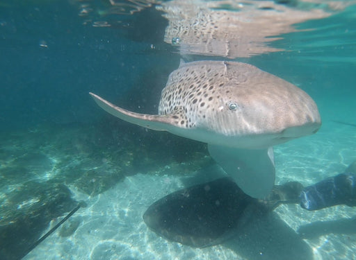 Zebra Shark Encounter With Entry Pass - We Wander