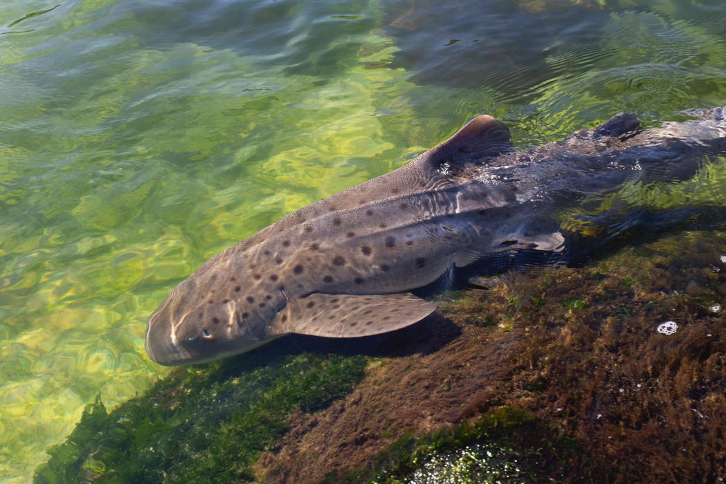 Zebra Shark Encounter With Entry Pass - We Wander